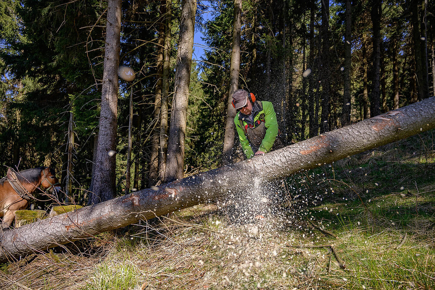 ein Waldarbeiter zersägt eines Baumstamm mit einer Motorsäge