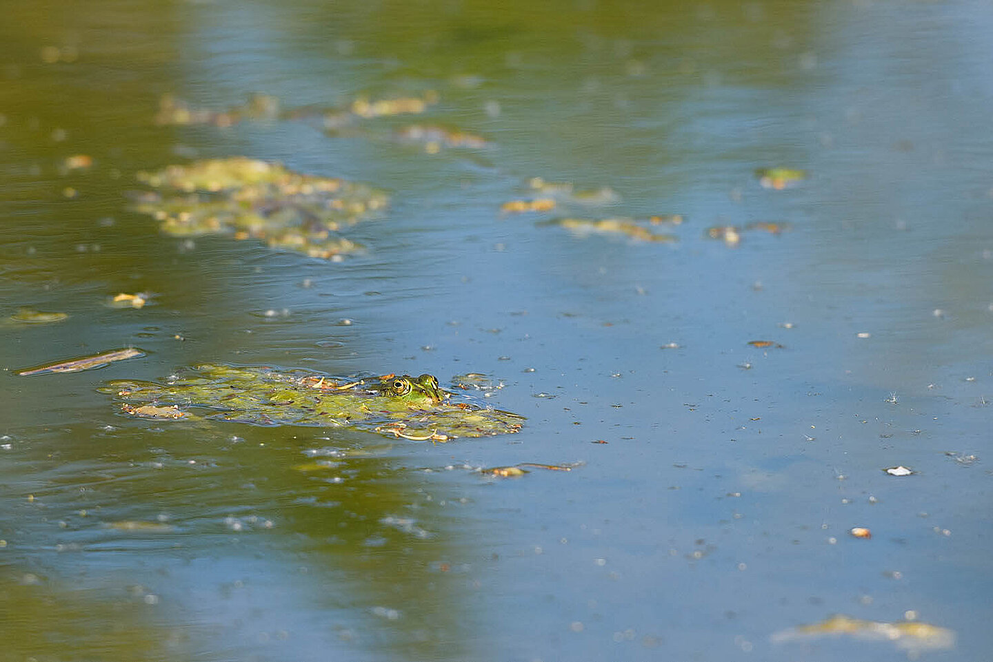 ein Frosch versteckt sich in den Algen, welche an der Oberfläche des Teiches schwimmen