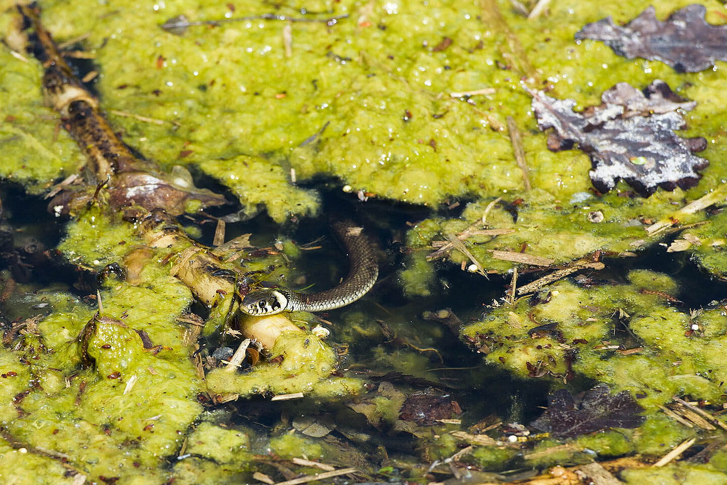 A grass snake slithers among the algae over a floating piece of wood