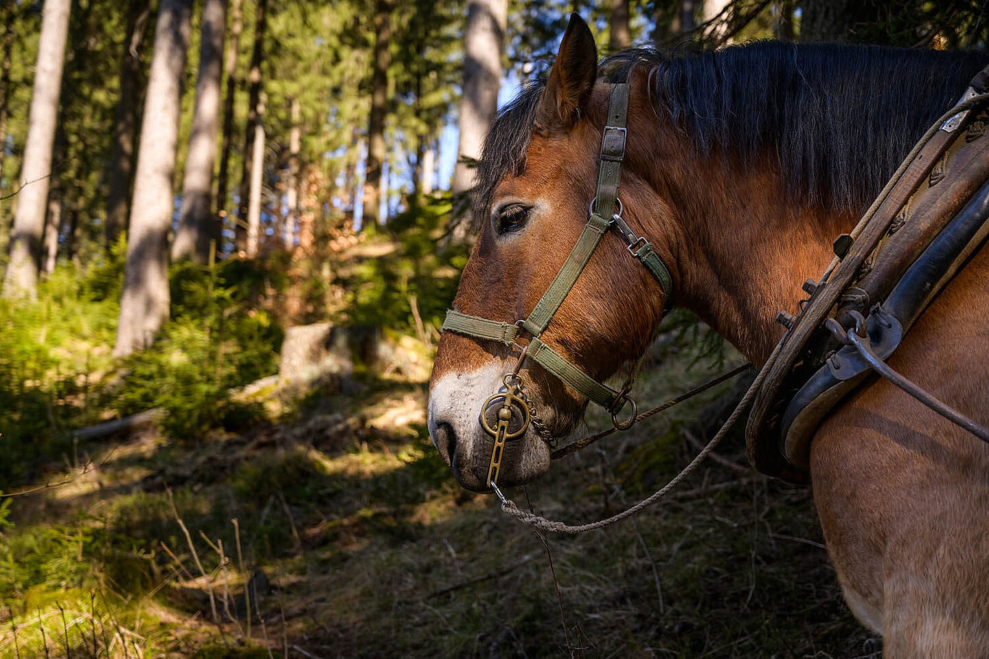 ein Pferd steht friedlich im Wald