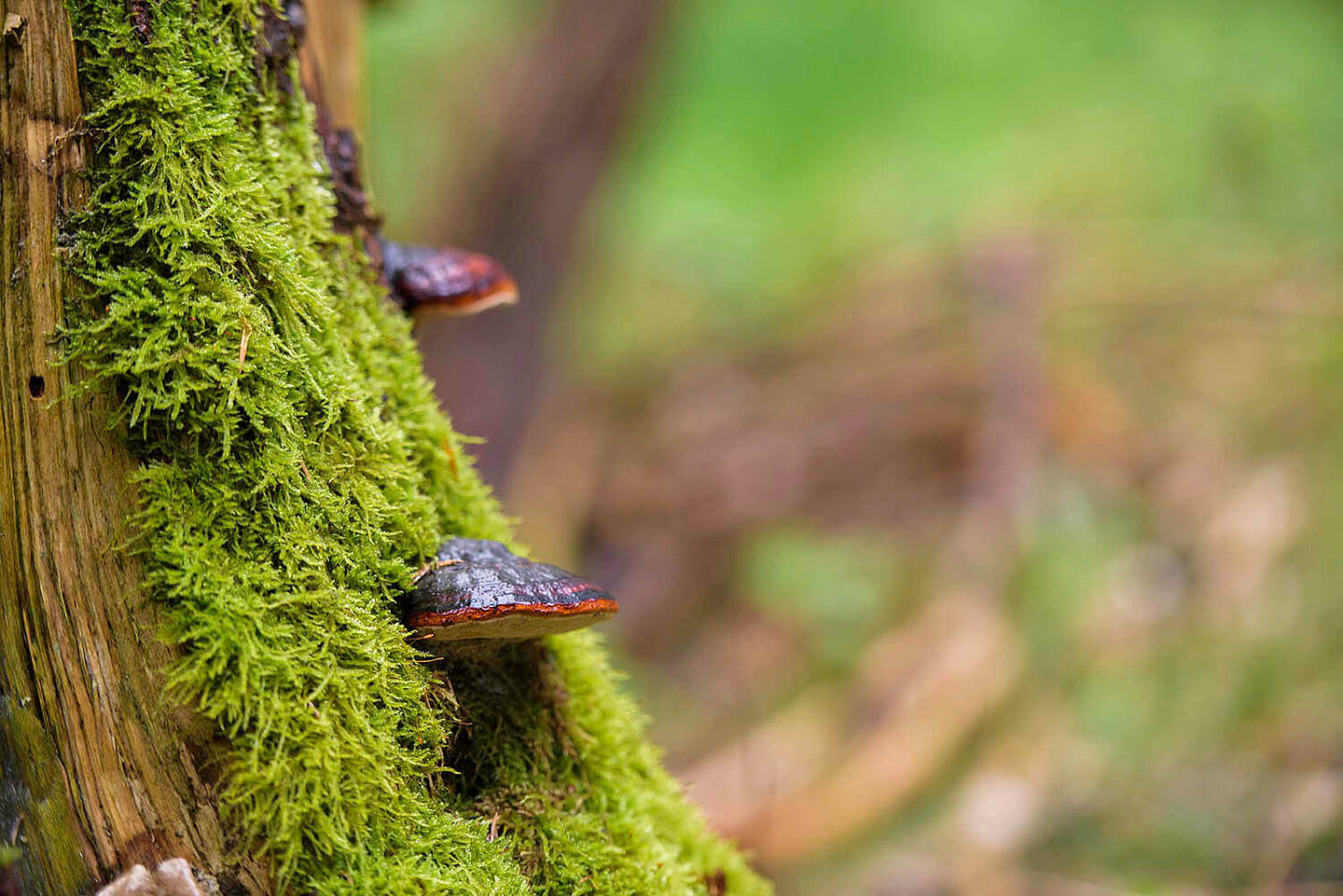 An einem bemoosten Baumstamm wachsen Pilze