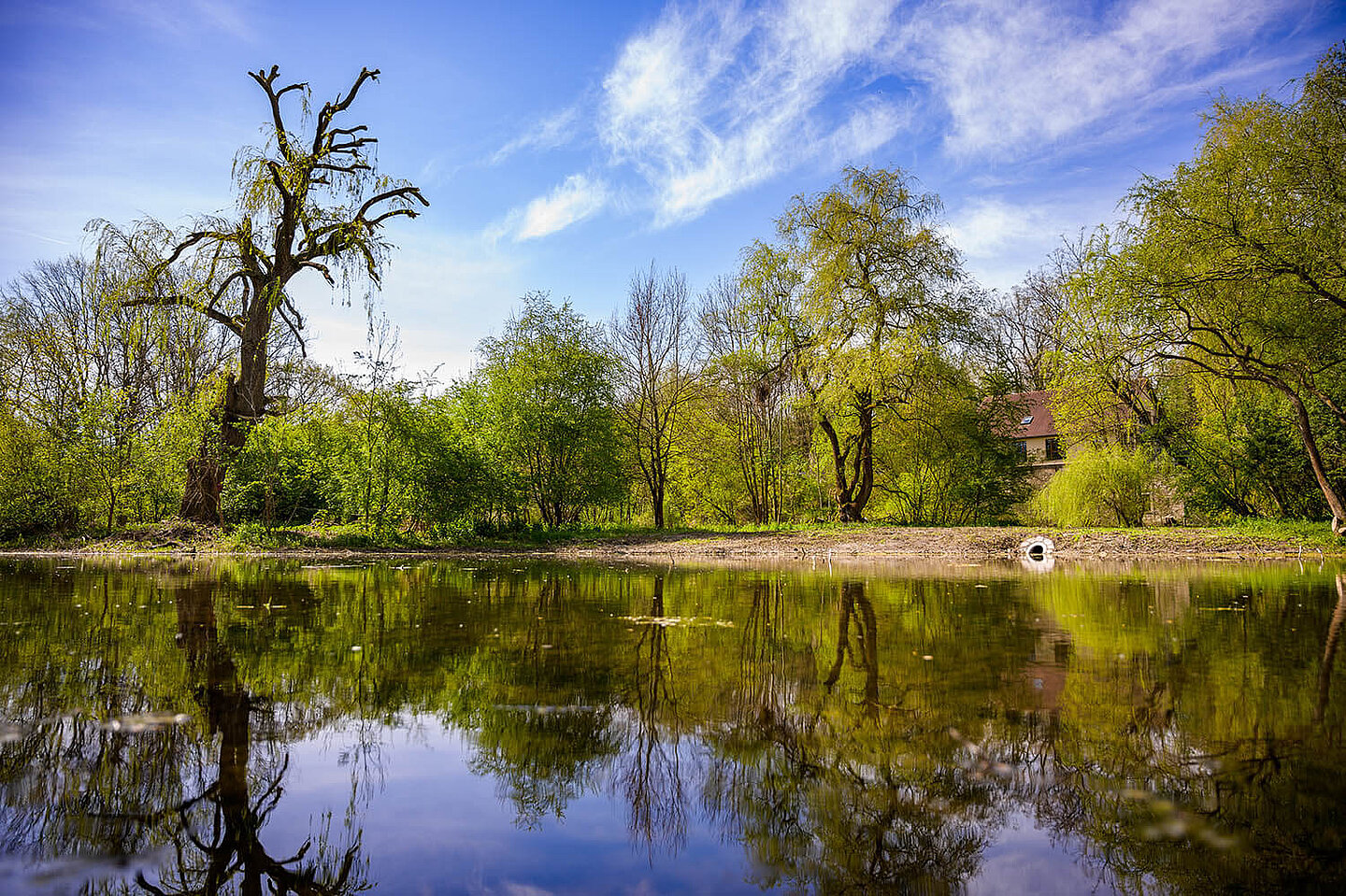 green trees around the brewery pond in Ehringsdorf