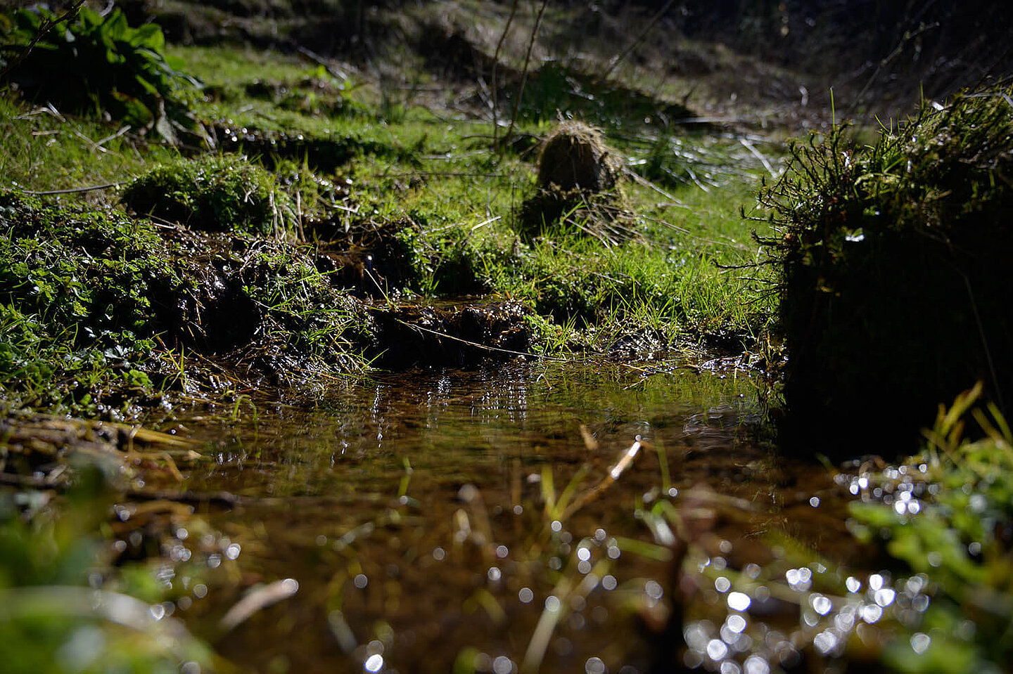 in einer kleinen Senke im Wald hat sich Wasser angesammelt