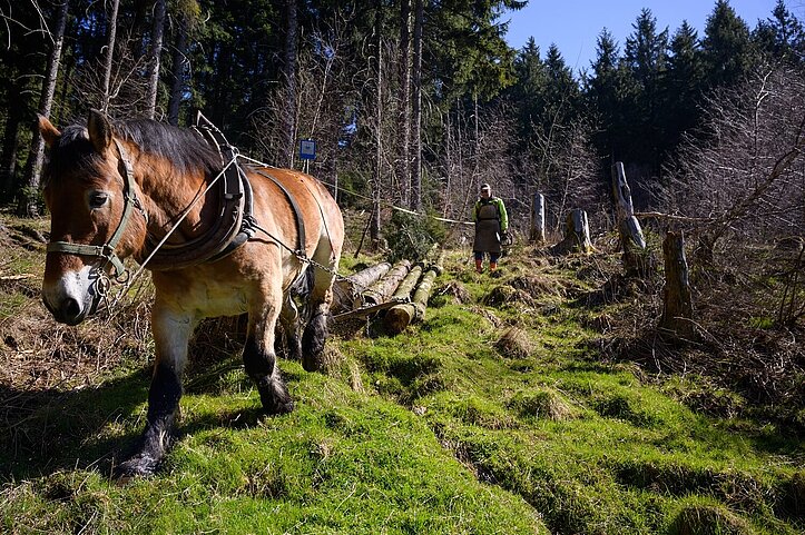  A horse in the forest pulls logs. A woodworker leads the horse.