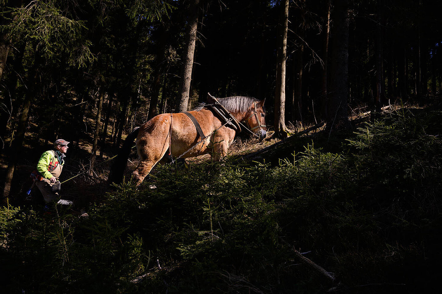 ein Pferd hilft einem Waldarbeiter einen Hügel im Wald hinauf