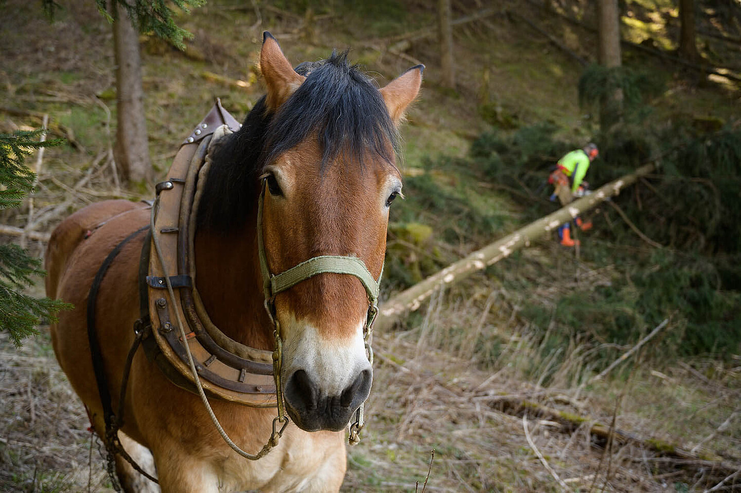 im Hintergrund eines im Wald stehenden Pferdes entastet ein Waldarbeiter einen Baum