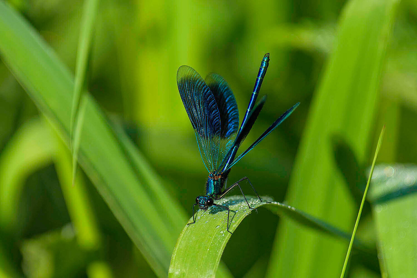 eine blau schillernde Libelle sitzt auf einem Grashalm