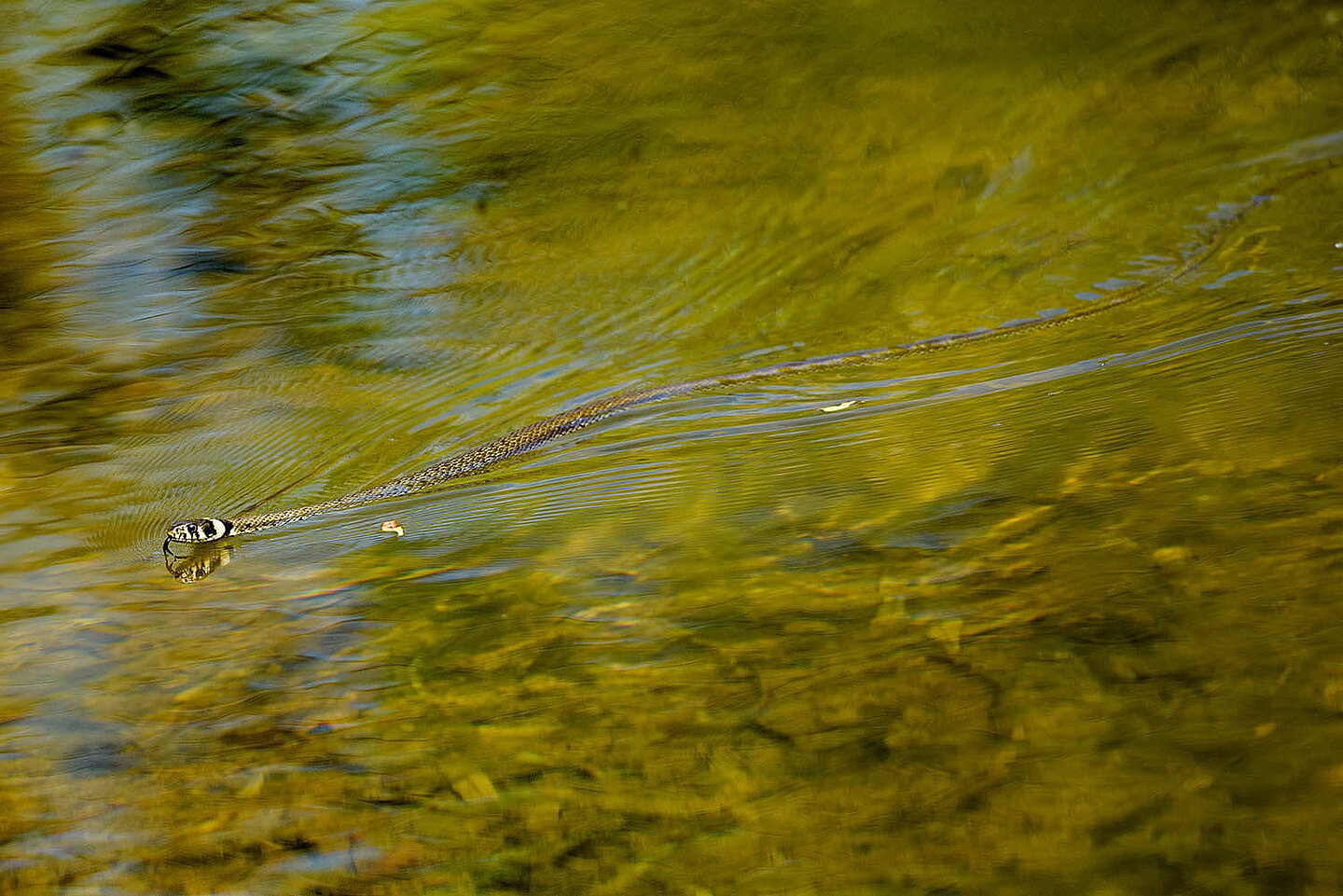 Eine Ringelnatter schwimmt durch das Wasser