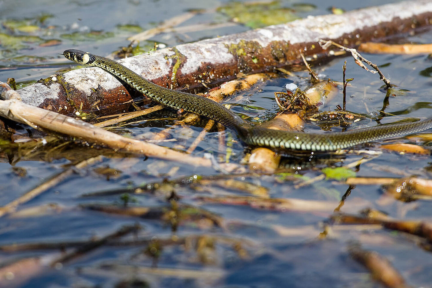 a grass snake slithers over wood floating in the water